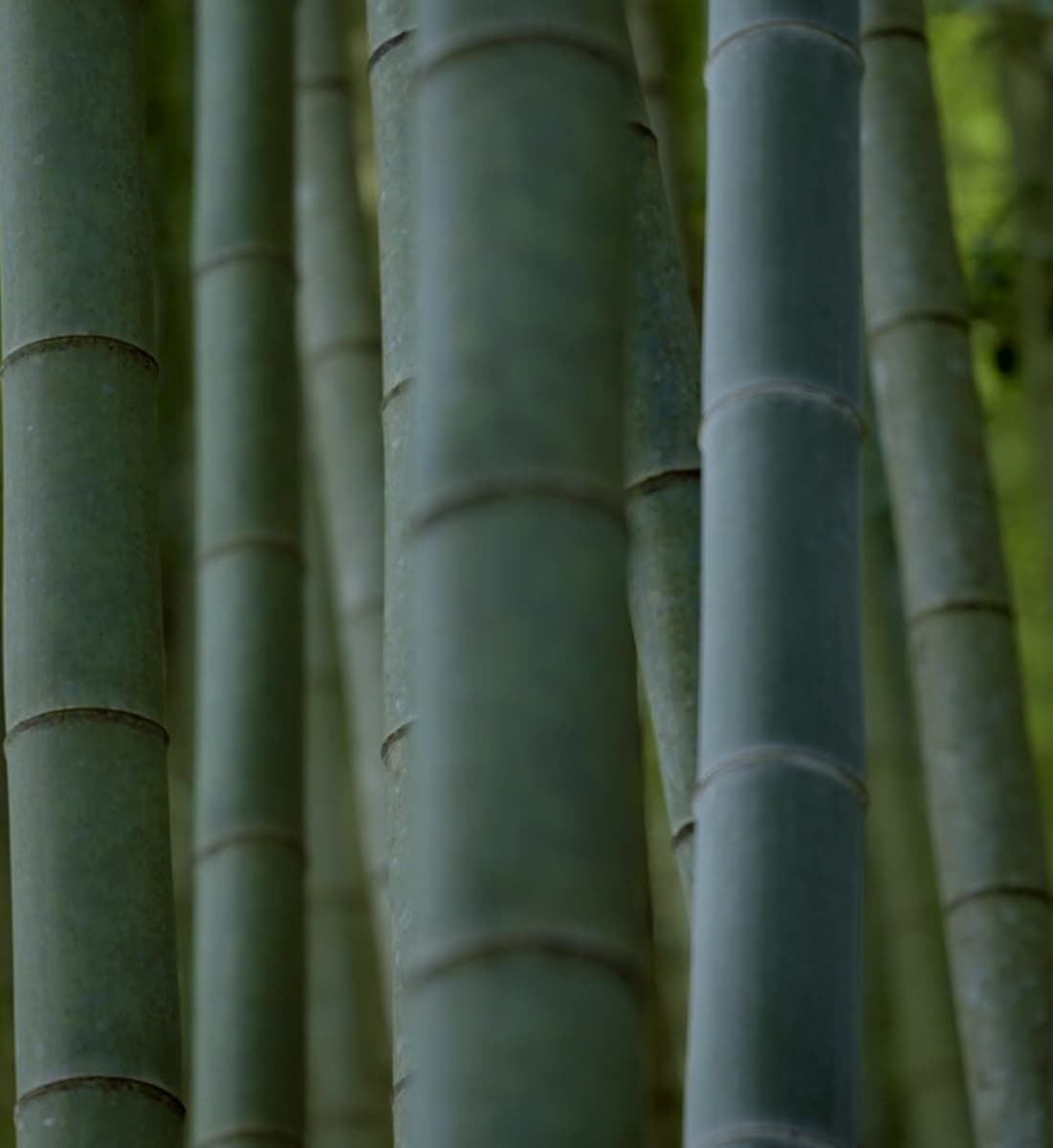 BAMBOO+